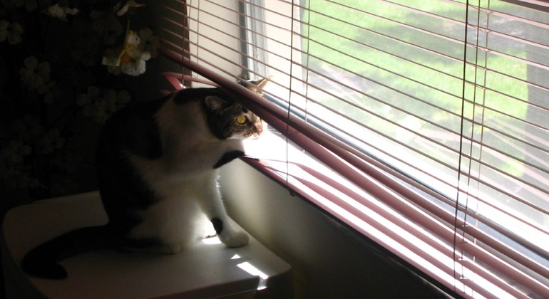 Cat peeking through aluminum blinds in New Brunswick.